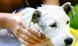 给宠物洗澡有必要去宠物医院吗