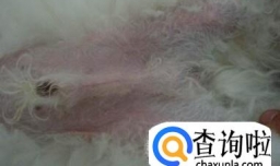 狗狗身上有湿疹怎么办
