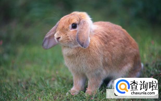 兔子胀气后拉软便怎么办