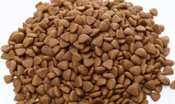 猫咪有弓形虫怎么办 养猫怎么避免弓形虫