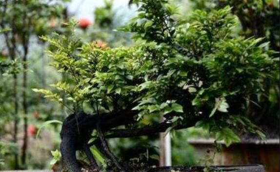 黑骨茶的特点有哪些