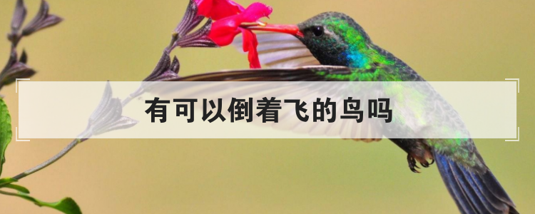 有可以倒着飞的鸟吗