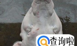 怎样自己在家做卤猪头肉？