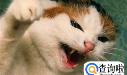 如何预防猫抓病？