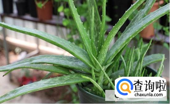 怎样养好芦荟合适