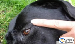 狗狗没气了已经软了怎么救