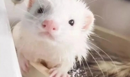 好养不麻烦不臭的宠物