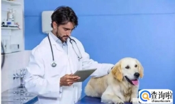 24小时宠物医生在线咨询