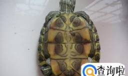 宠物乌龟容易得哪几种病，怎么去治疗