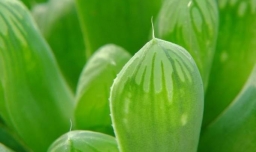 多肉植物的养殖方法：玉露篇