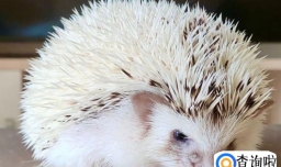 怎么判断刺猬是否生病？