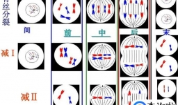 如何分辨减数分裂和有丝分裂各个时期的变化