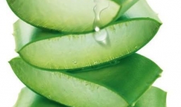 晒伤了用芦荟胶有用吗