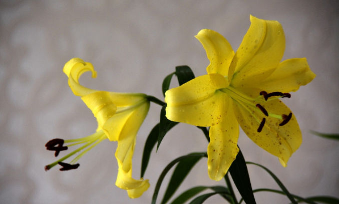 百合花花语是什么？