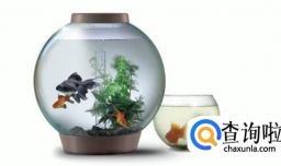 鱼缸养水的正确方法