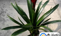 如何养好火炬花？