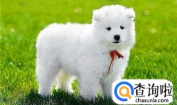 怎样给宠物起好听的名字？