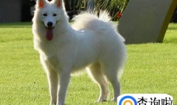 萨摩耶鼻子为什么是湿的，什么情况下萨摩耶鼻子干正常