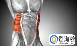 腹外斜肌的训练方法