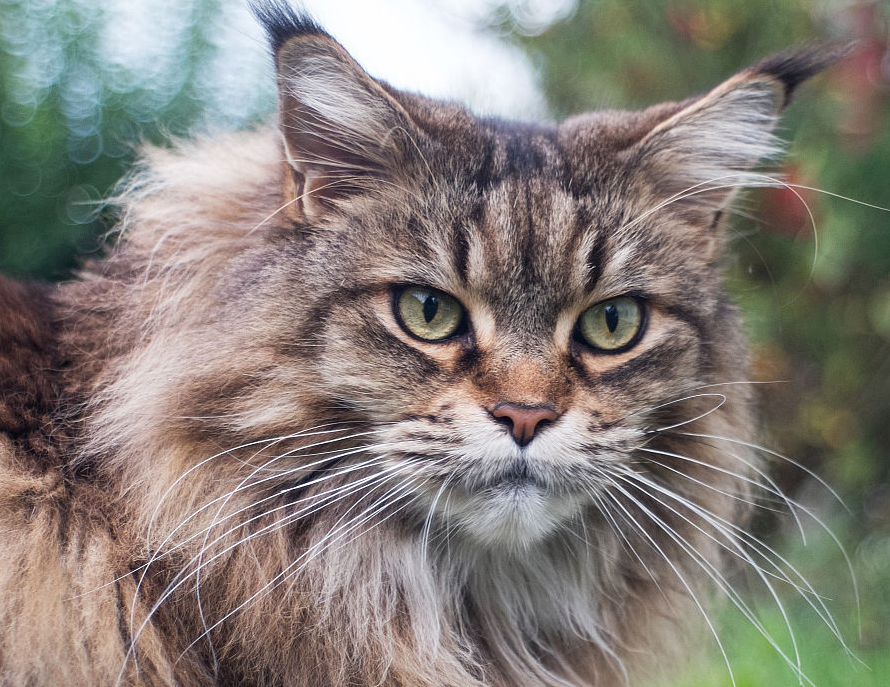 世界上最大的猫