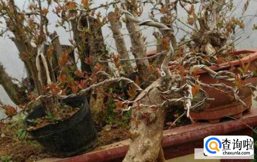 石榴树移栽后不发芽原因和处理方法