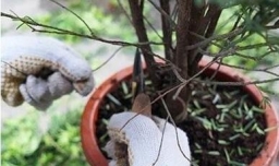 红豆杉的修剪：如何剪出高大上