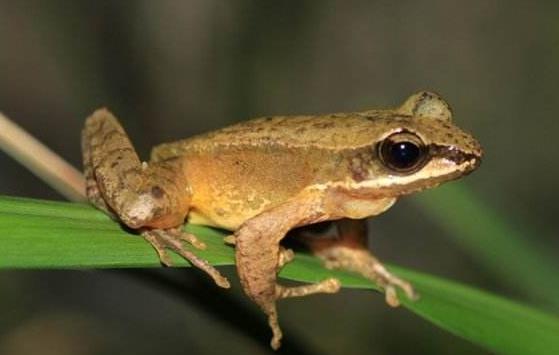 为什么湍蛙不会鸣叫