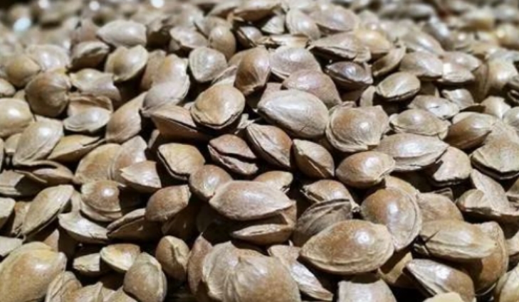 润肺养肺清肺的食物有哪些