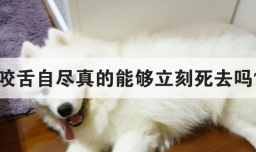 咬舌自尽真的能够立刻死去吗