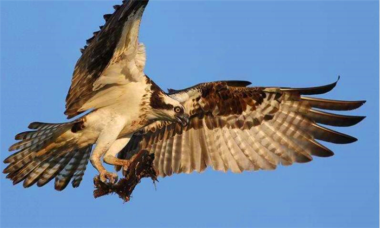 鲲鹏展翅什么意思