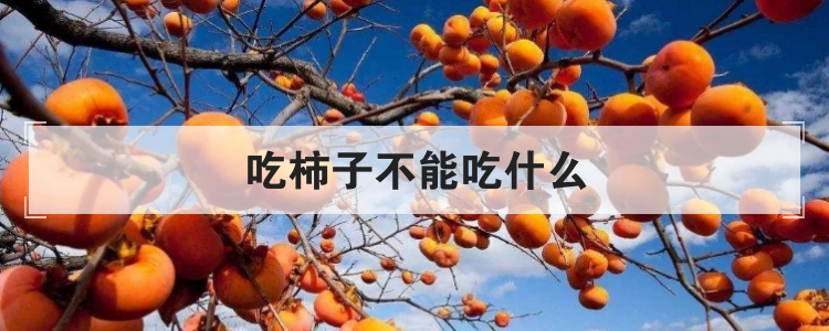 吃柿子不能吃什么