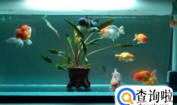 鱼缸温度高怎么办