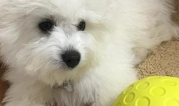 狗狗坐飞机会有生命危险吗