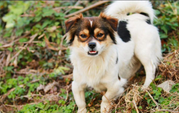 世界上最大的狗