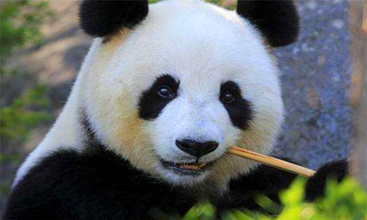 大熊猫珍贵到什么程度