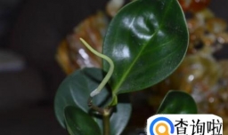 怎么养好白脉豆瓣绿？