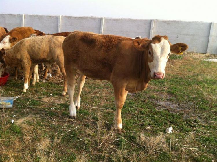 稳如泰山打一肖