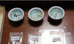 怎么快速让小西红柿的种子发芽（一周减到三天）