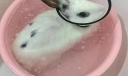 如何给兔子正确洗澡？