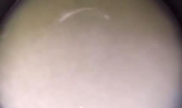 番茄青豆焖饭的做法