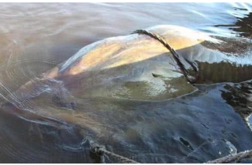 世界上最大的淡水鱼