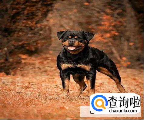 怎么看罗威纳幼犬品相