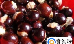 怎么用桂圆核做成盆栽