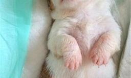 满月的奶狗怎么喂养