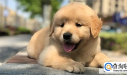 五大最受欢迎的宠物