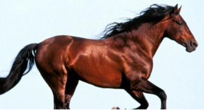 1978年属什么生肖