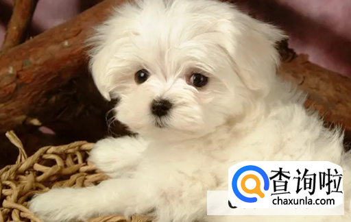 如何直接那种宠物适合自己