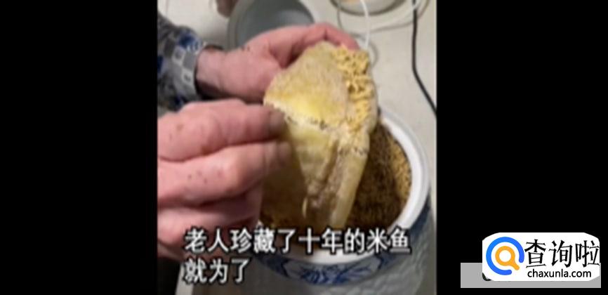 老人一条米鱼放了十年