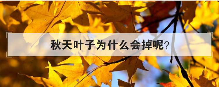秋天叶子为什么会掉呢