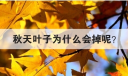 秋天叶子为什么会掉呢